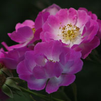 粉色蔷薇花,美好的爱情,蔷薇花的颜色美丽