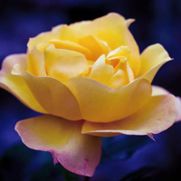 黄玫瑰,夹竹桃漂亮的花朵,适合做微信头像的图片