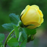 黄玫瑰,夹竹桃漂亮的花朵,适合做微信头像的图片