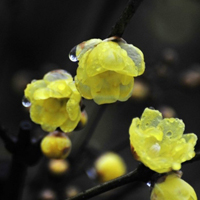 冬季雨中寒梅QQ头像图片,黄色的花朵太好看了