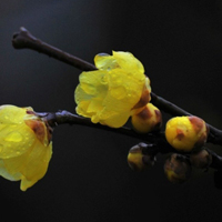 冬季雨中寒梅QQ头像图片,黄色的花朵太好看了