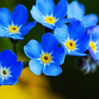 蓝色清新勿忘我图片,漂亮的花朵请你不要忘记WO