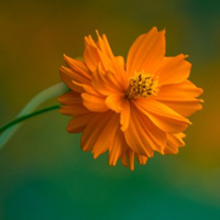 唯美的波斯菊小清新花朵头像图片