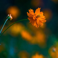 唯美的波斯菊小清新花朵头像图片