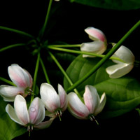 使君子花花卉图片,白色的花朵,红色的花朵太美丽了