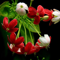 使君子花花卉图片,白色的花朵,红色的花朵太美丽了