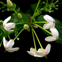 使君子花花卉图片,白色的花朵,红色的花朵太美丽了