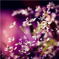紫色花朵头像,唯美紫色的花朵头像图片35P
