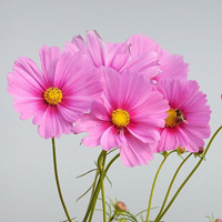 波斯菊花朵头像图片,粉色的花朵黄色的花心