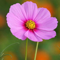 波斯菊花朵头像图片,粉色的花朵黄色的花心