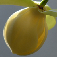 高雅纯洁的夜合花(夜香木兰)图片