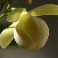 高雅纯洁的夜合花(夜香木兰)图片