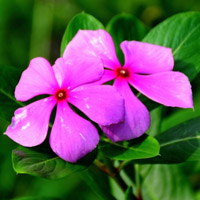 紫色长春花高清图片,花是是喜庆的过年了