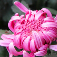 南京玄武湖植物摄影图片头像,漂亮的花朵,菊花最美了