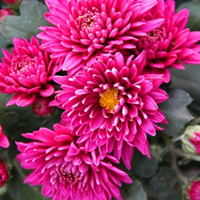 南京玄武湖植物摄影图片头像,漂亮的花朵,菊花最美了