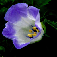 紫色唯美花朵图片头像,高清花儿充满了生机与活力