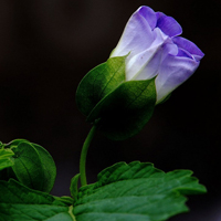 紫色唯美花朵图片头像,高清花儿充满了生机与活力