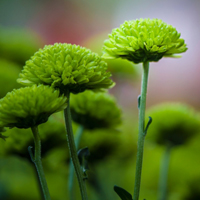 清新绿菊花图片,绿色的美让我心情大好