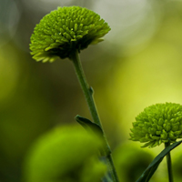 清新绿菊花图片,绿色的美让我心情大好