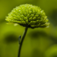 清新绿菊花图片,绿色的美让我心情大好