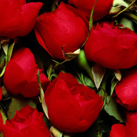 鲜艳玫瑰花头像图片,送给明天的你38妇女节