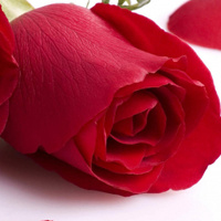 鲜艳玫瑰花头像图片,送给明天的你38妇女节