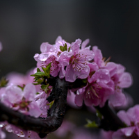 淡雅榆叶梅图片,粉色的梅花太迷人了