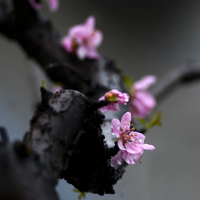 淡雅榆叶梅图片,粉色的梅花太迷人了