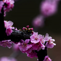 淡雅榆叶梅图片,粉色的梅花太迷人了