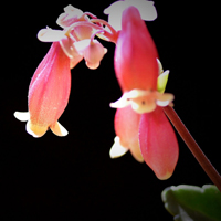 宫灯长寿花图片,一朵朵粉红色的花朵像灯笼一样