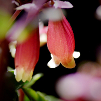 宫灯长寿花图片,一朵朵粉红色的花朵像灯笼一样