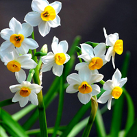 水仙花图片,白色的花瓣,黄色的花心,六个花瓣美极了