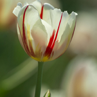 郁金香花朵头像,好看的多品种郁金香图片