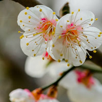 白里透红的梅花图片,白色的花瓣粉红色的花心