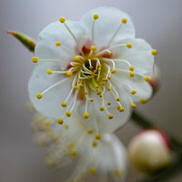 白里透红的梅花图片,白色的花瓣粉红色的花心