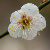 白里透红的梅花图片,白色的花瓣粉红色的花心