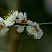 白里透红的梅花图片,白色的花瓣粉红色的花心