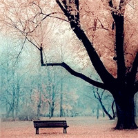 相爱在樱花树下,还记得我的过去吗,唯美意境梦幻樱花头像