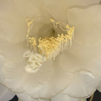 昙花一现白色花朵头像,含苞欲放的花骨朵真是精致极了!