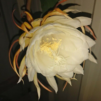 昙花一现白色花朵头像,含苞欲放的花骨朵真是精致极了!