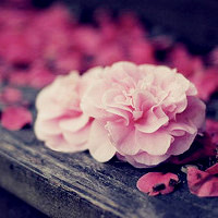 粉色的花朵送给最亲的人,朵朵都代表着我的爱