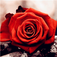红色玫瑰花图片头像,好看的玫瑰花头像图片