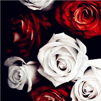 红色玫瑰花图片头像,好看的玫瑰花头像图片