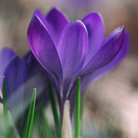紫色的花朵图片头像,高雅似水般轻盈