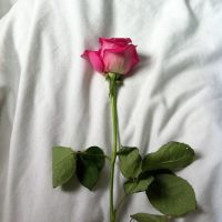 唯美微信花朵头像,送给你一支支一朵朵玫瑰