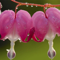 粉色自然的花朵头像美丽极了