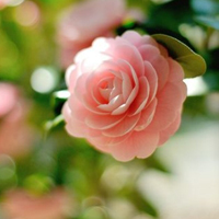 粉色美丽的花朵头像,野花朝气蓬勃