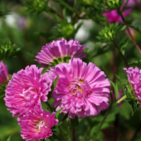 各种颜色的翠菊花朵头像图片