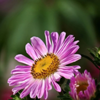 各种颜色的翠菊花朵头像图片