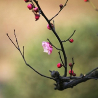 梅花头像,qq梅花头像红色的更好看